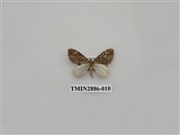 藏品(尺蛾615)的圖片